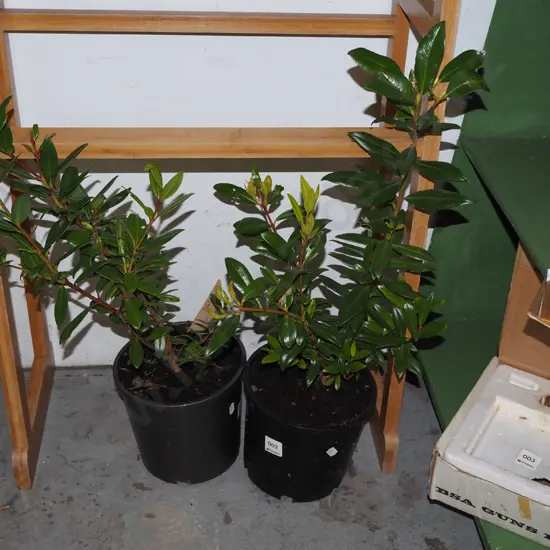 2x potted pohutukawa