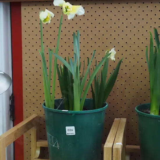 potted daffodils