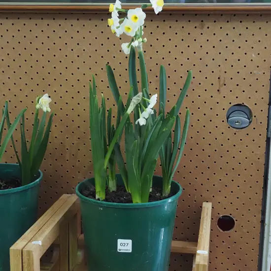 potted daffodils