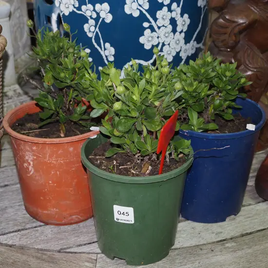 3x potted daisies