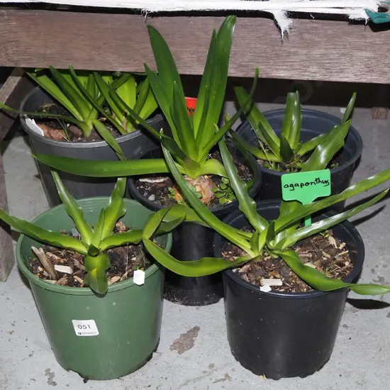 5x potted agapanthus