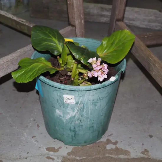 potted begonia