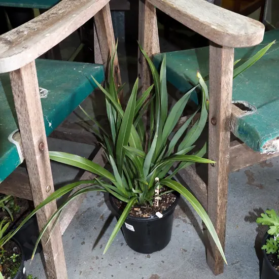 potted dwarf NZ flax