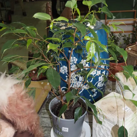 potted ficus