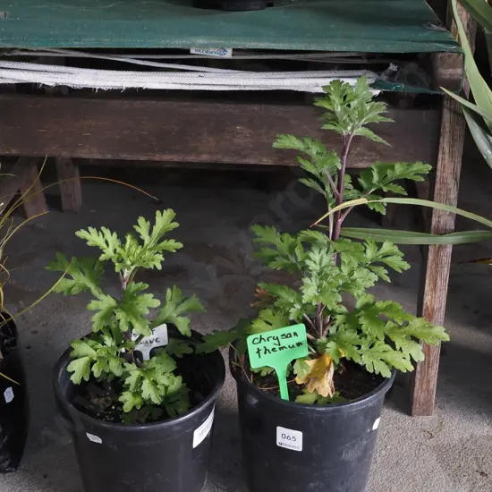 2x potted crysthanemums