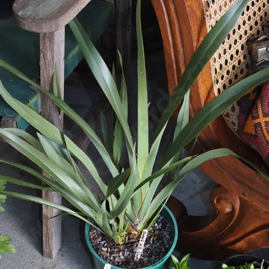 potted dwarf NZ flax