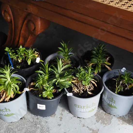 8x potted sweet williams