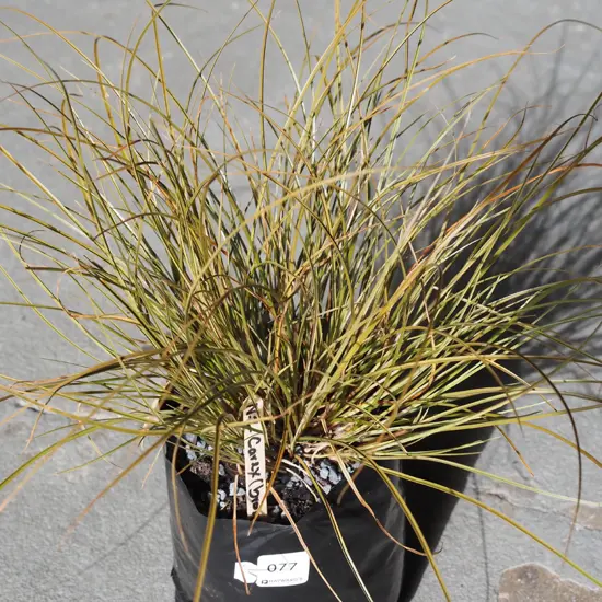 NZ bronze carex in bag