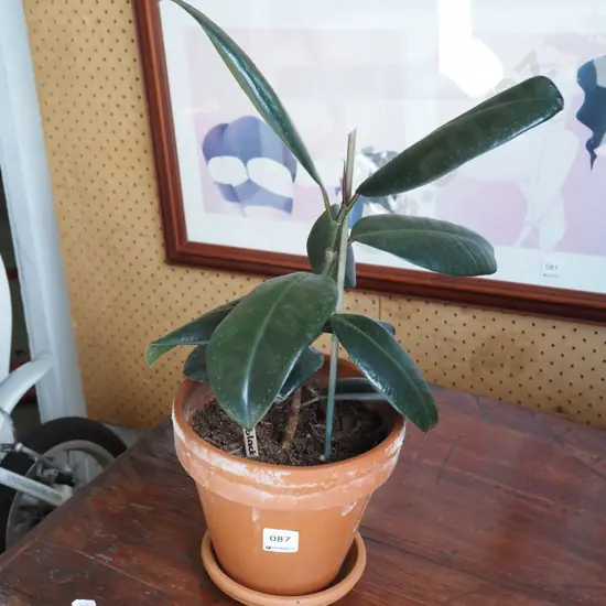 philodendron black knight in terracotta planter