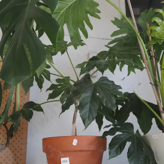 fatsia japonica in terracotta planter
