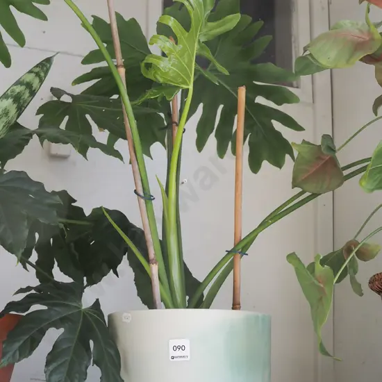 fruit salad plant in terracotta planter