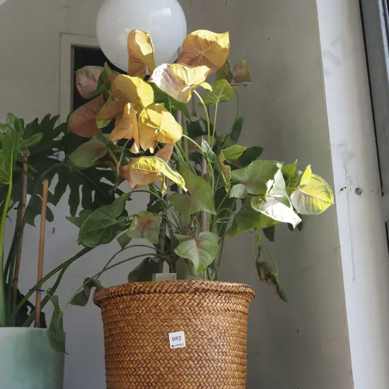 syngoniun in terracotta planter and cane jardiniere