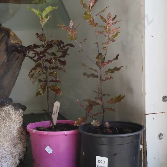 2x potted red matipo