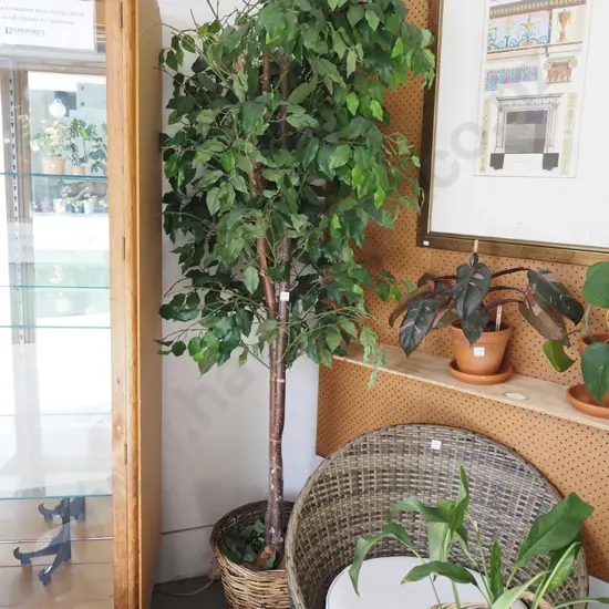 plastic tree in cane planter - leaves fall off easily H-2000