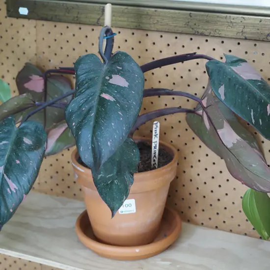 pink princess in terracotta planter