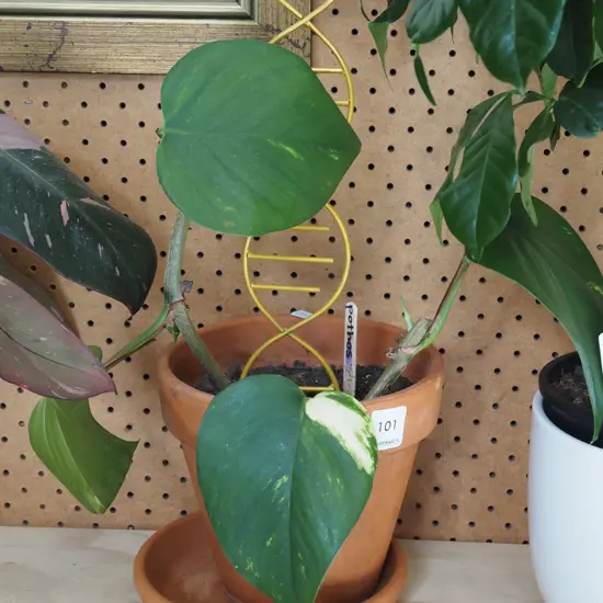 pothos in terracotta planter