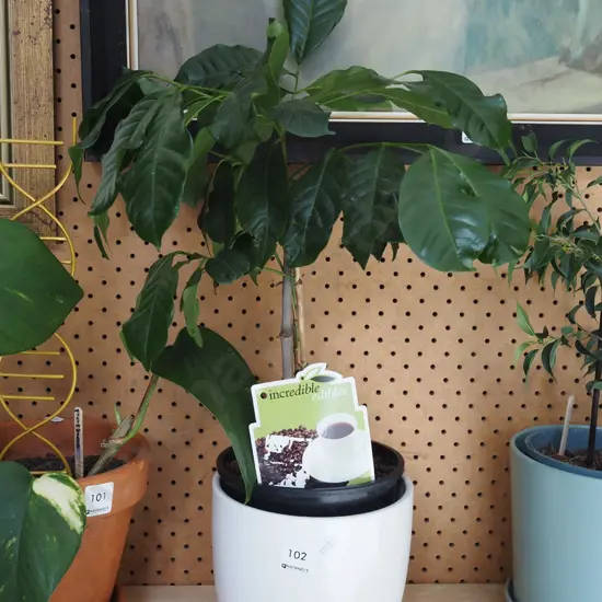 coffee plant and planter and white jardiniere