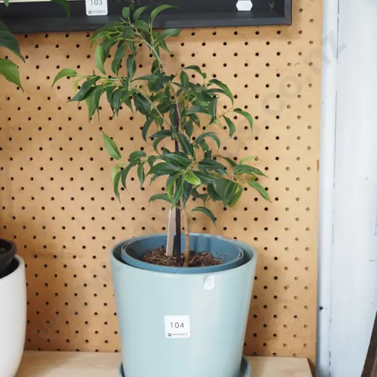 potted ficus
