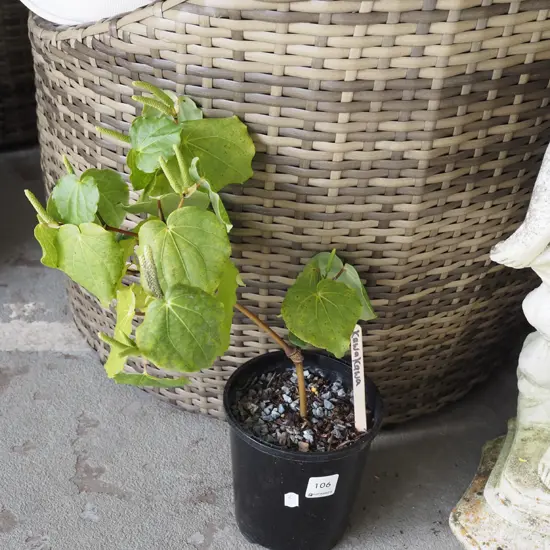 potted kawakawa