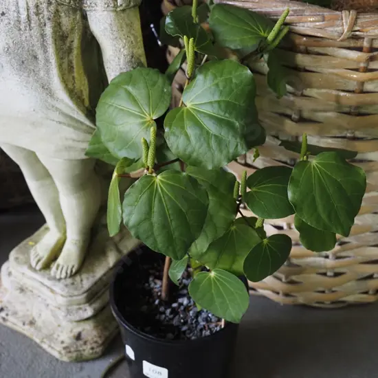 potted kawakawa