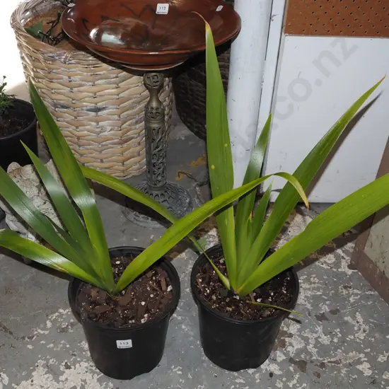 2x potted irises