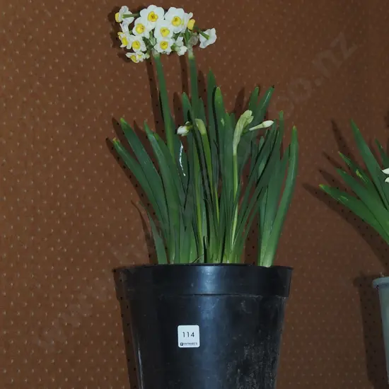 potted daffodils