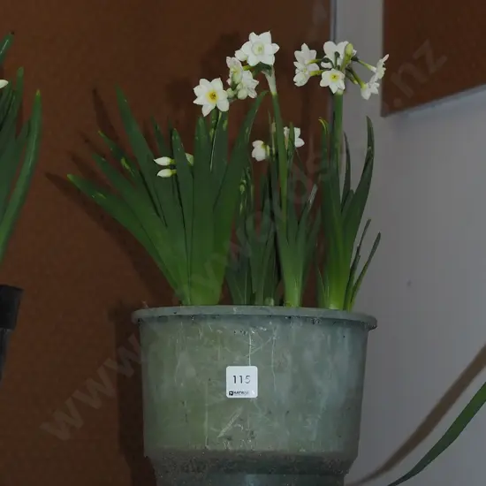 potted daffodils