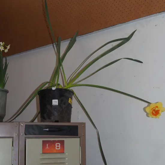 potted daffodils