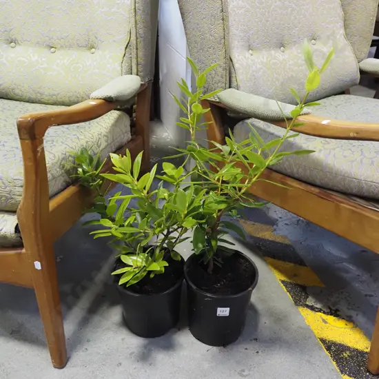 2x potted pohutukawa
