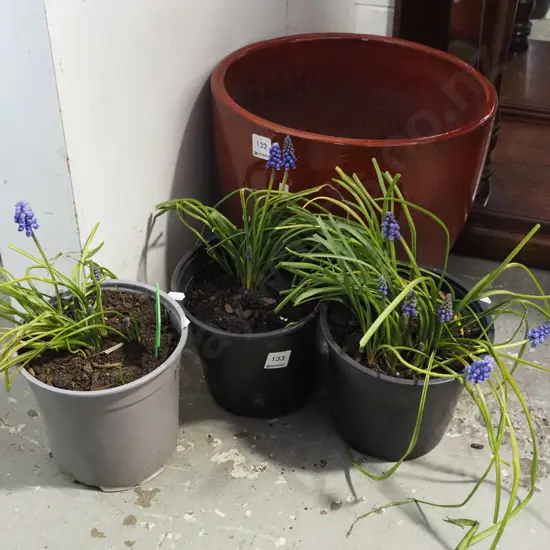 3x potted matchhead plants