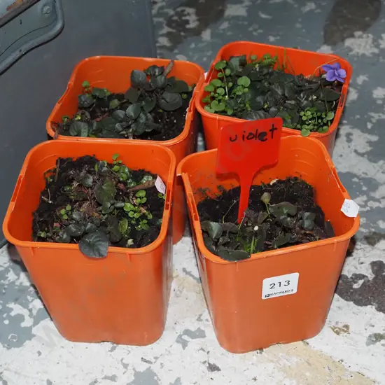 4x potted violets