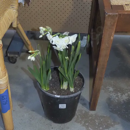 potted daffodils