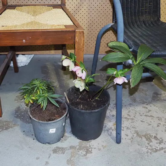 2x potted hellebores