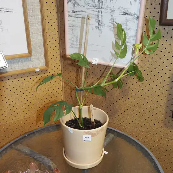 potted indoor plant - petrasperma