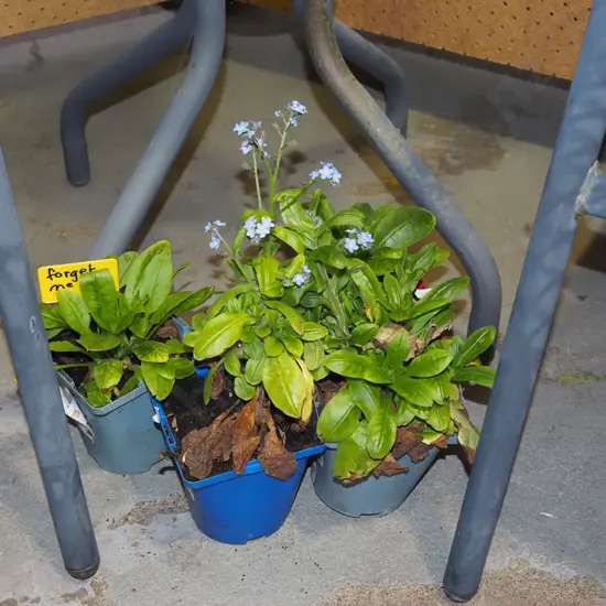 4x potted forget me nots