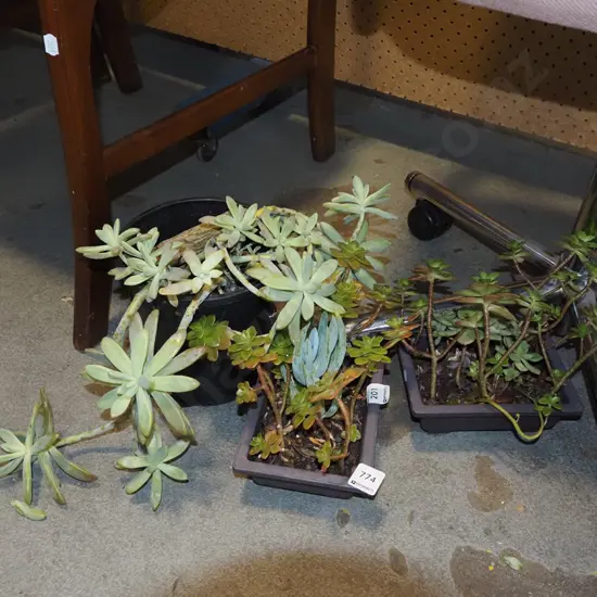 3x potted succulents