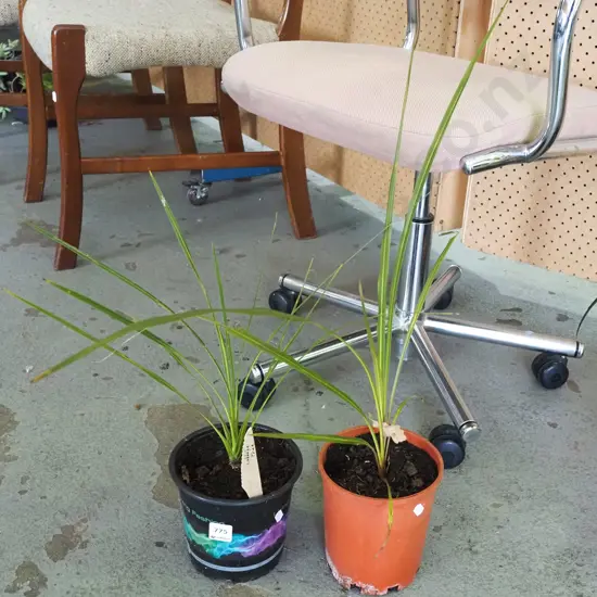 2x potted cabbage trees