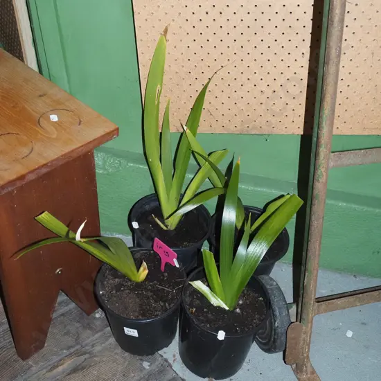 4x potted irises