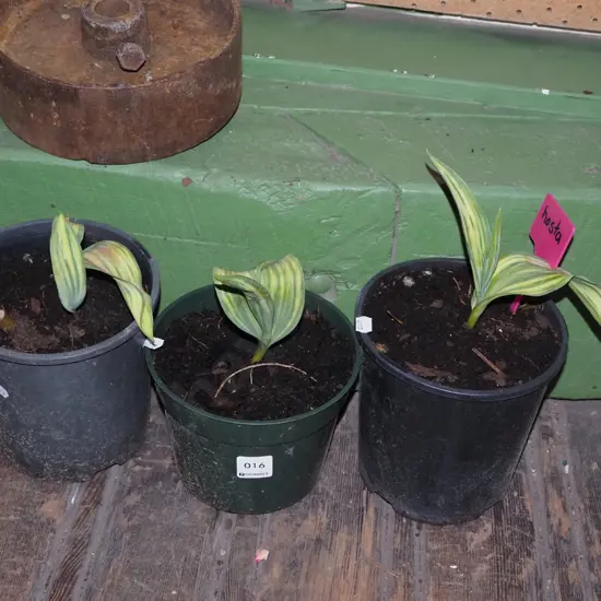 3x potted variegated hostas