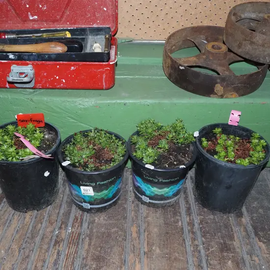 4x pottted saxifraga