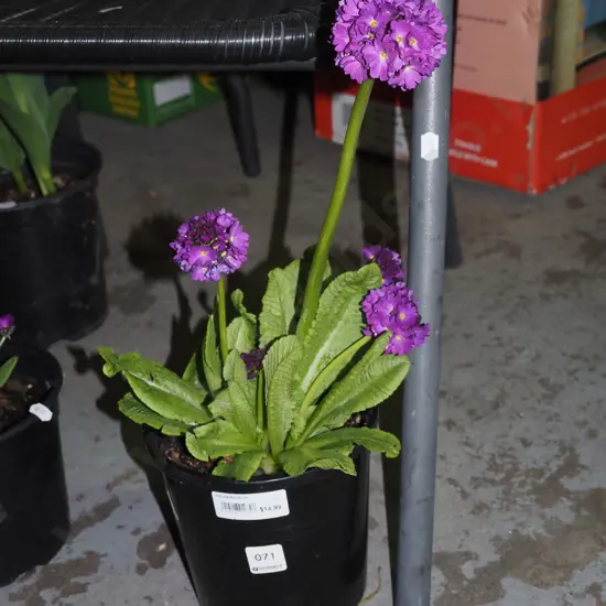 potted primula drumstick