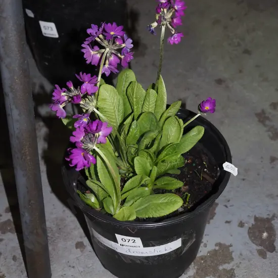 potted primula drumstick