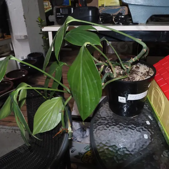 potted indoor plant epiprenum - dragons tail