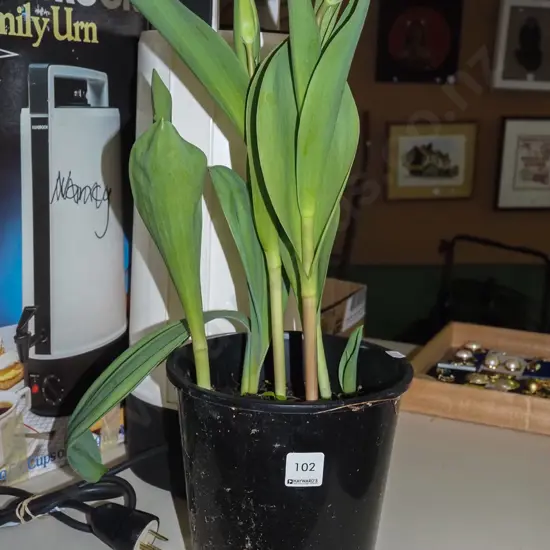 potted tulips
