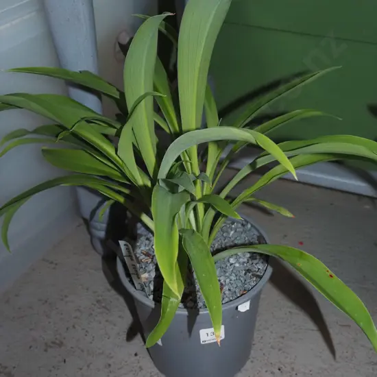 potted reinga reinga lily