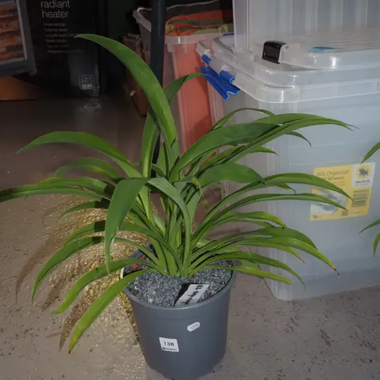 potted reinga reinga lily