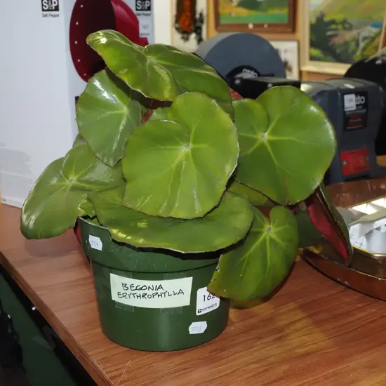 potted begonia erythrophylla