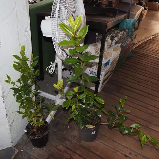 2x potted pohutukawa