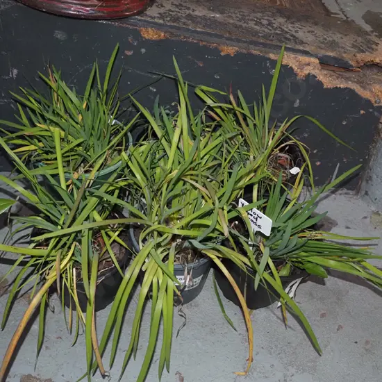 6x potted yellow eyed grasses
