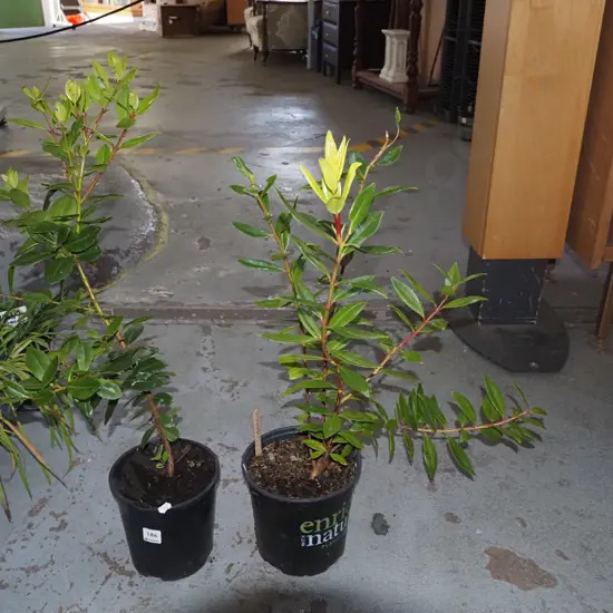 2x potted pohutukawa